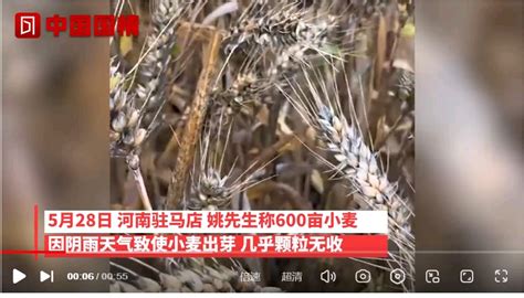 小麦因下雨发芽 农户哭诉损失惨重,三农,农业资讯,好看视频