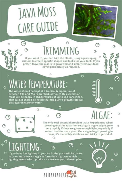 Java Moss Care Guide 的图像结果