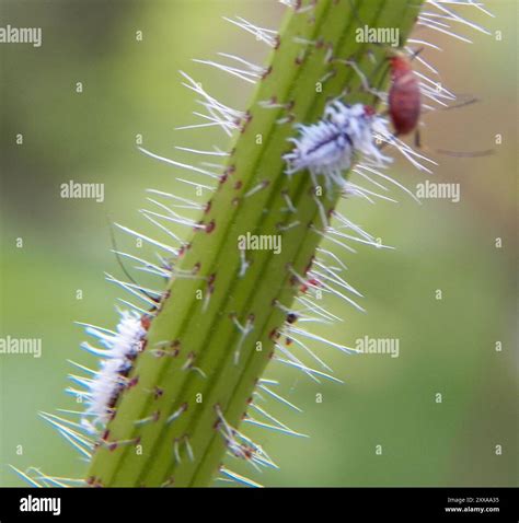 Mealybug Destroyer (Cryptolaemus montrouzieri) Insecta Stock Photo - Alamy