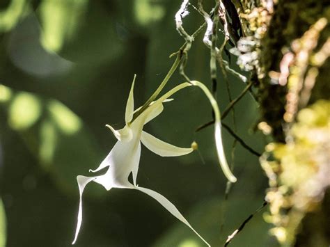 What Is A Ghost Orchid - Learn Some Facts About Ghost Orchid | Gardening Know How