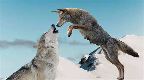 Image result for Wolves vs Coyotes