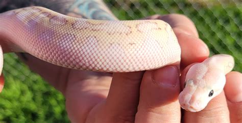 Ball Python Hatchling Care 的图像结果