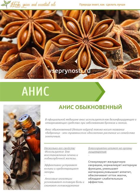 Анис: фото растения, описание и применение