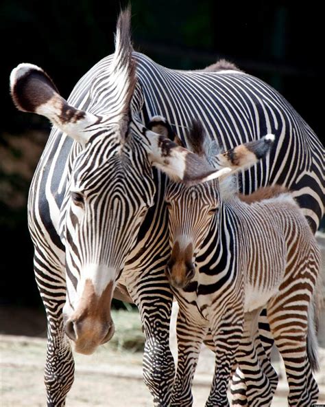 Denver Zoo Welcomes Birth Of Endangered Grevy's Zebra Foal | HuffPost