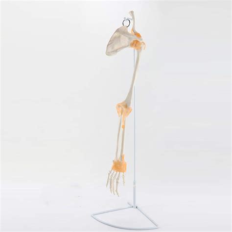 Life Size Human Hand Joint Skeleton Anatomy Model With Ligaments ...