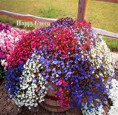 fiori a cascata trailing lobelia cascade mix 7000 seeds lobelia fiori a cascata trailing lobelia cascade mix 7000 seeds lobelia