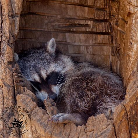 Raccoons Hibernate… or do They? | Raccoon, Bear mouse, Animals