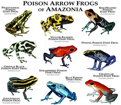 Strawberry Poison Dart Frog Life Cycle