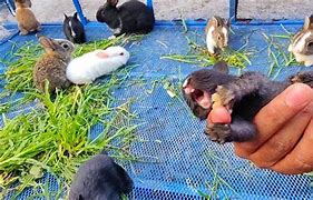 Image result for Baby Rabbit Screaming