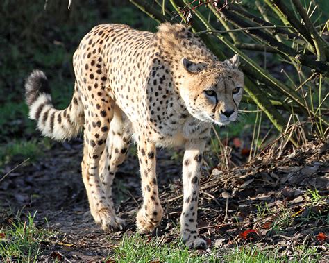 Images Cheetahs Big cats animal