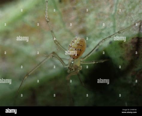 Comb-footed Spiders (Theridiidae Stock Photo - Alamy