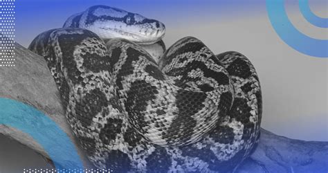 Image result for Python Library Logging