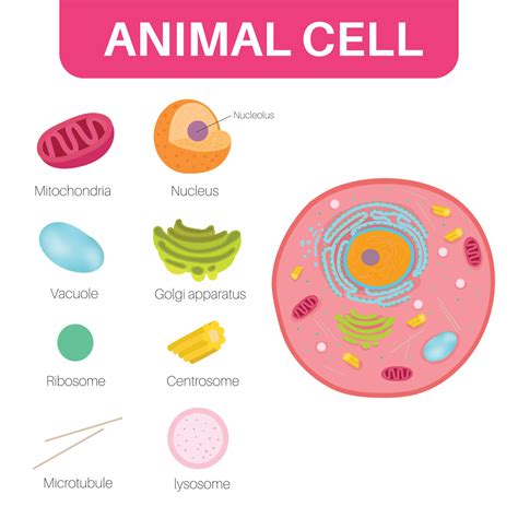 An animal cell is a type of eukaryotic cell. 12204761 Vector Art at ...