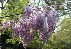 glicine fiore glicine il fiore dell amicizia pollicegreen glicine fiore glicine il fiore dell amicizia pollicegreen