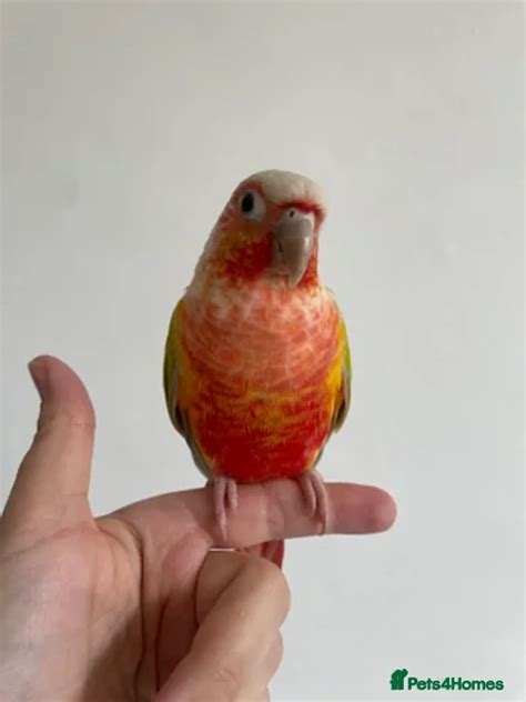 Image result for Red Factor Conure