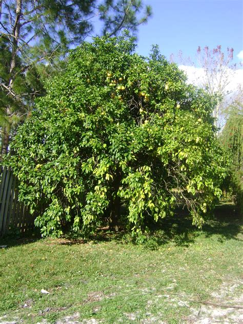 Red Ruby Grapefruit How to Grow Perth 的图像结果