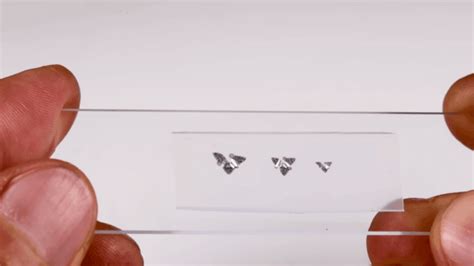 The electronic microchip now possesses the ability of flight - IBTimes ...