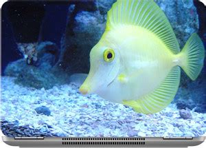 imbue fish high quality vinyl Laptop Skin Compatible for 15.6 inch ...