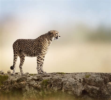 Big cats, Cheetahs, HD Wallpaper | Rare Gallery