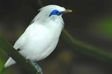 Image result for Java Birai