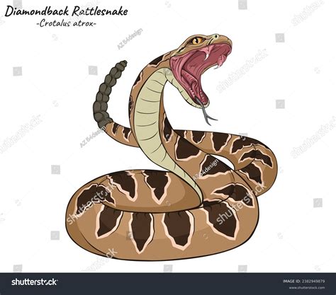Diamondback Rattlesnake Drawings Diamondback Rattlesnake: Over 116