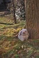 Image result for Springtime Bunnies