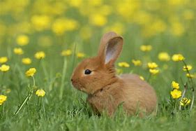 Image result for Cute Fat Bunny