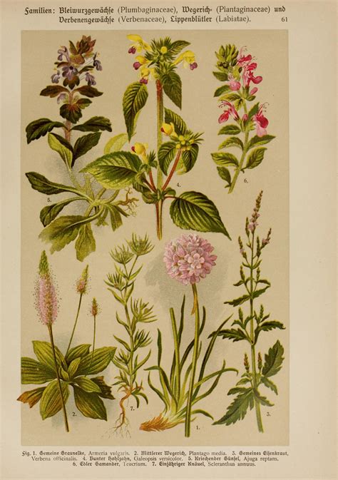 illustration names