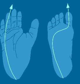 Human Foot Evolution 的图像结果