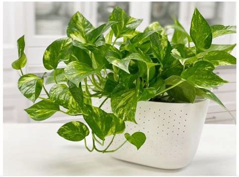 Good Luck Money Plant Golden Pothos Epipremnum Aureum Variegated White ...