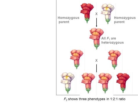 Image result for Incomplete Dominance Examples