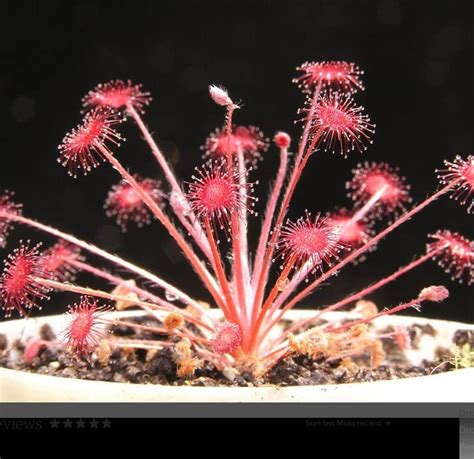 Drosera Paradoxa Carnivorous Very Rare Plant Seeds Woolly Sundew ...