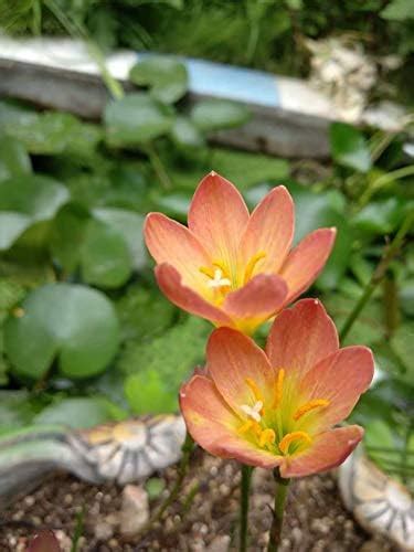URBAN GARDENS® Rare Mixed Rain Lily Bulbs Mix Zephyranthus Rain Lilies ...
