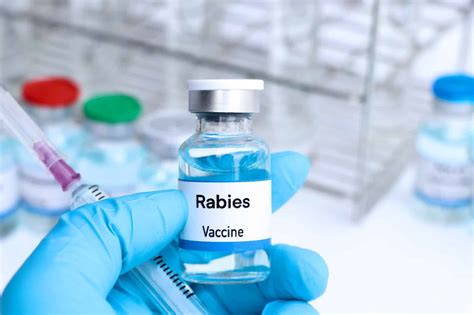 Rabies Vaccine: Protection, Benefits, and Importance