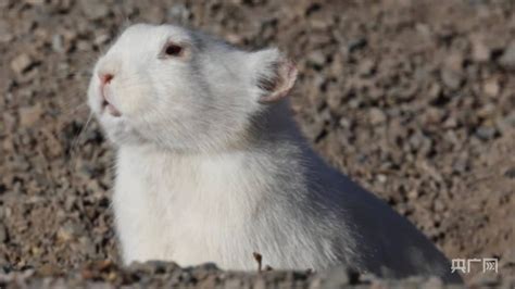 三江源腹地生态管护员拍摄到白色高原鼠兔-西部之声