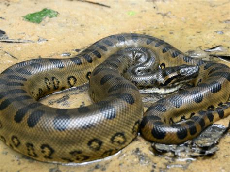 Image result for Anaconda Python Distribution