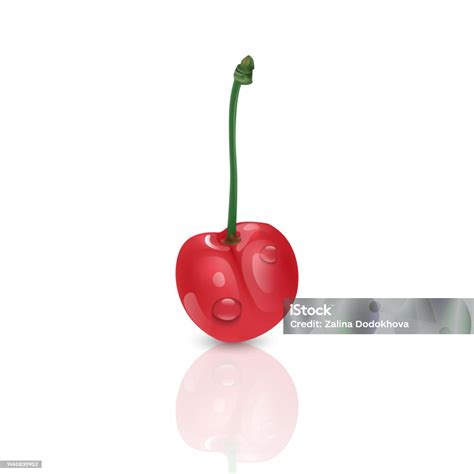 Cherry Berry Exotic Fruits Collection Illustration Of A Cherry Vector ...