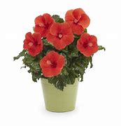 Image result for Lowe's Flowers