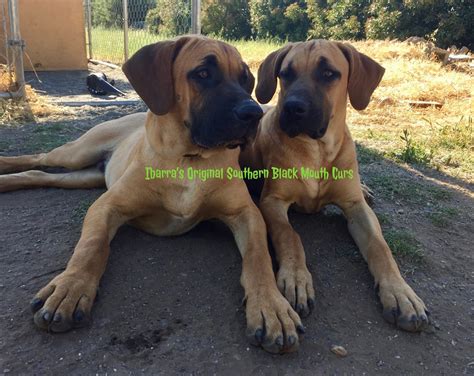 The Best All Purpose Dogs for Your Land - Northern California Black ...
