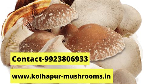 Cultivation Techniques of ganoderma mushroom spawn | Biobirtte mushroom ...