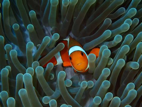 Where Does The Clown Fish Live