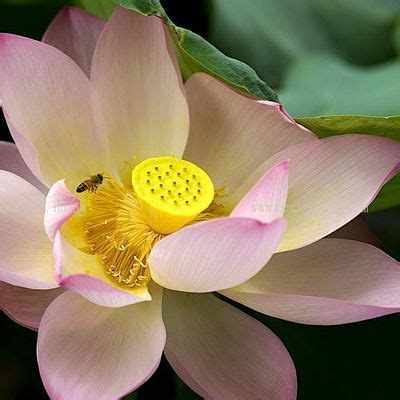 The Bee in the Lotus: The Tantrik Path of Vibration, The Green Yogi ...