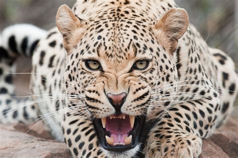 Leopard Attack: Minor Boy And Woman Mauled To Death, 3 Kids Injured In ...