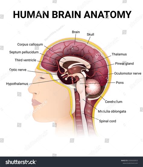 Image result for Brain