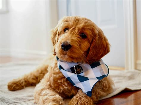 Goldendoodle Lifespan: What to Know & How to Care for Them - Texas ...