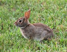 Image result for Cute Little Bunny Low Resolution