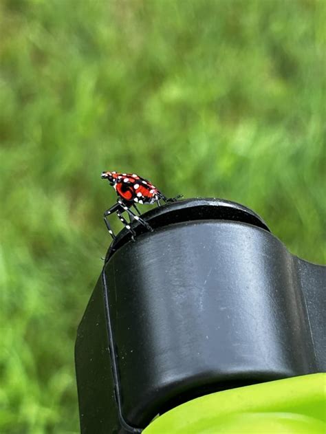 Lantern Fly Nymph 的图像结果