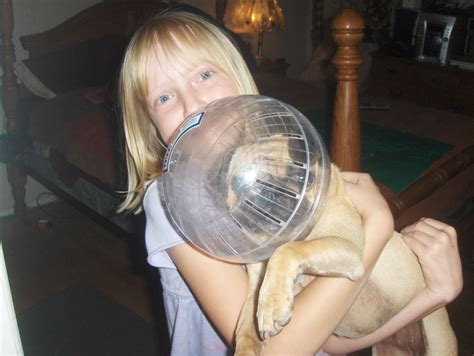 Dog Knotting Woman And Getting Stuck