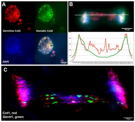 Germline-Specific Repetitive Elements in Programmatically Eliminated ...