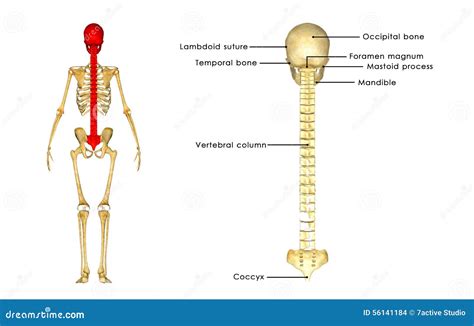 Image result for Backbone System